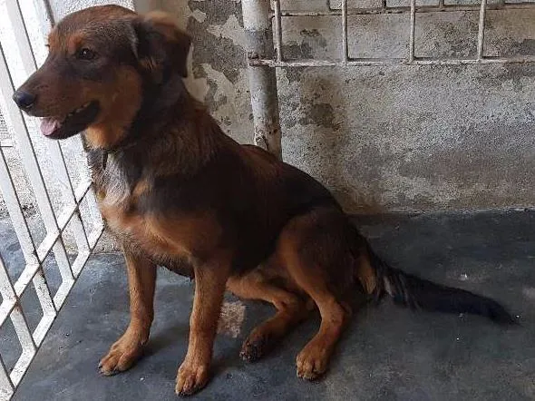 Cachorro ra a Mestiços idade 2 a 6 meses nome Lola, Thor e Loki