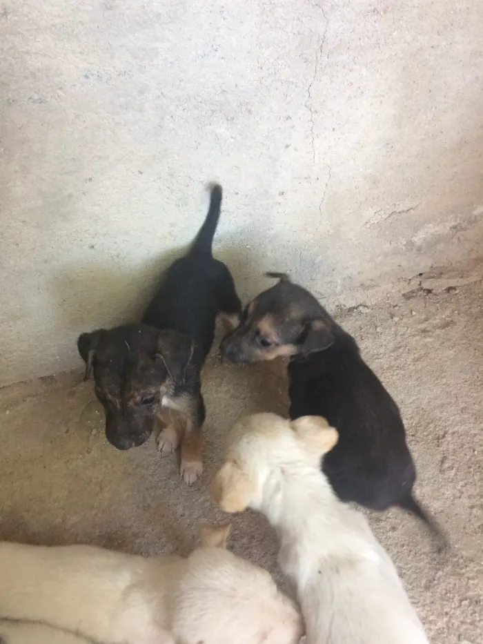 Cachorro ra a Vira-lata idade Abaixo de 2 meses nome Sem nome