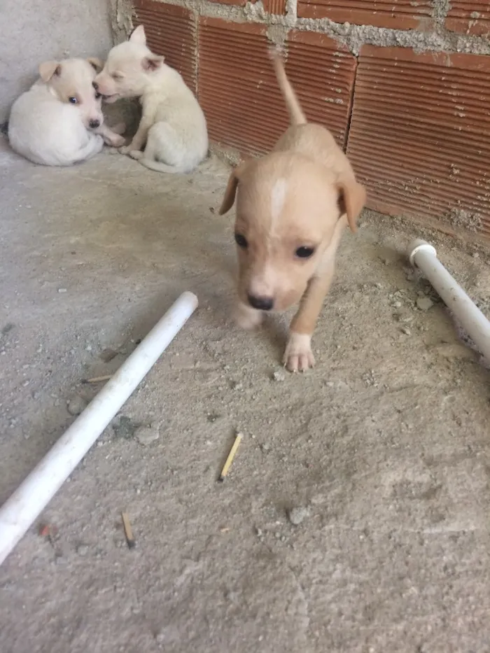 Cachorro ra a Vira-lata idade Abaixo de 2 meses nome Sem nome