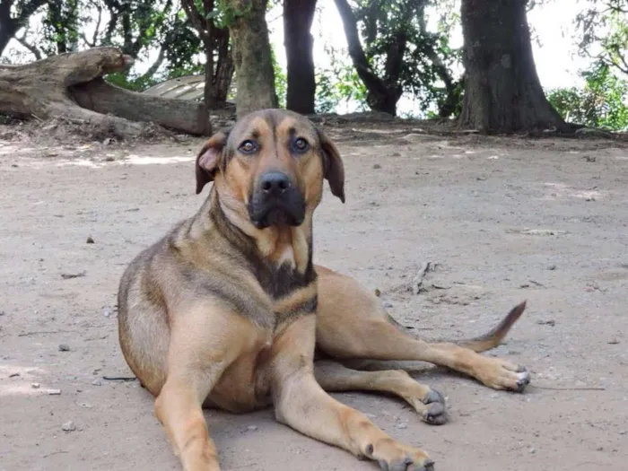 Cachorro ra a SRD idade 1 ano nome HULK
