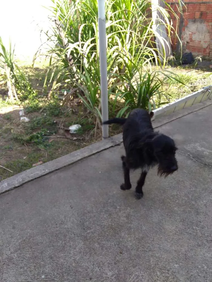 Cachorro ra a Vira lata idade 2 anos nome Princesa