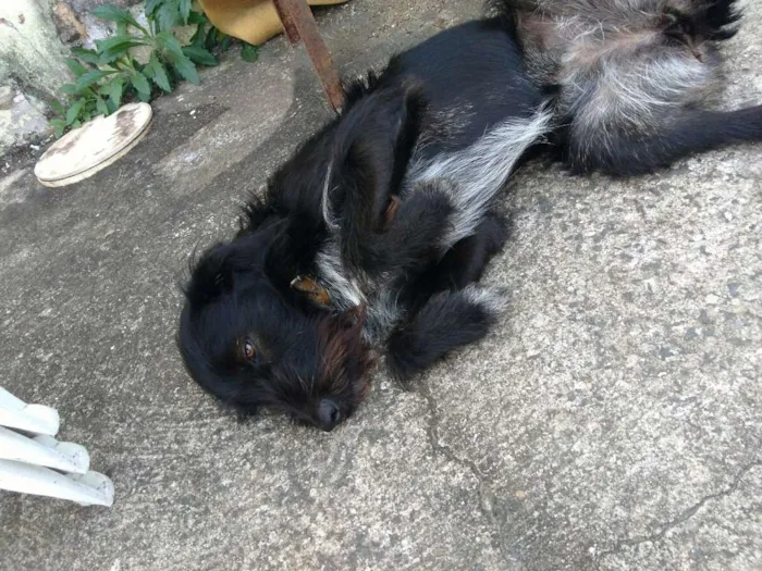 Cachorro ra a Vira lata idade 2 anos nome Princesa