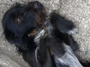 Cachorro raça Vira lata idade 2 anos nome Princesa