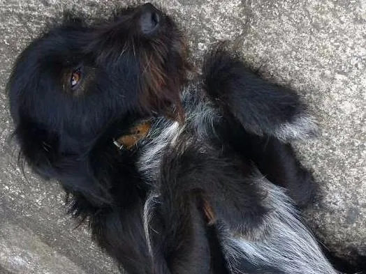 Cachorro ra a Vira lata idade 2 anos nome Princesa