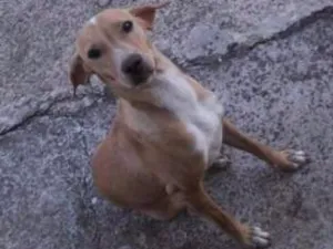 Cachorro raça Vira Lata idade 2 a 6 meses nome Susi