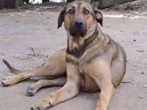 Cachorro raça SRD idade 1 ano nome HULK