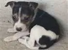 Cachorro raça Vira-lata idade Abaixo de 2 meses nome Sem nome