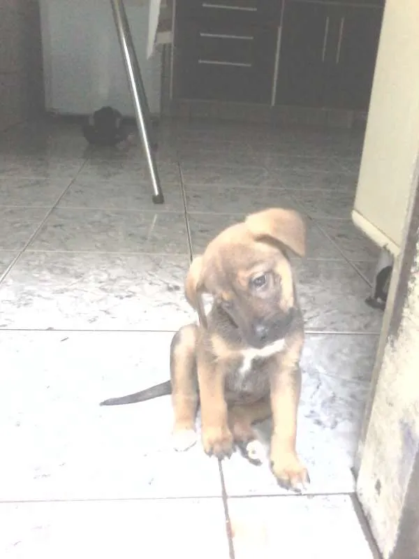 Cachorro ra a SRD idade 2 a 6 meses nome Ozzy, Sury, Cazuza..