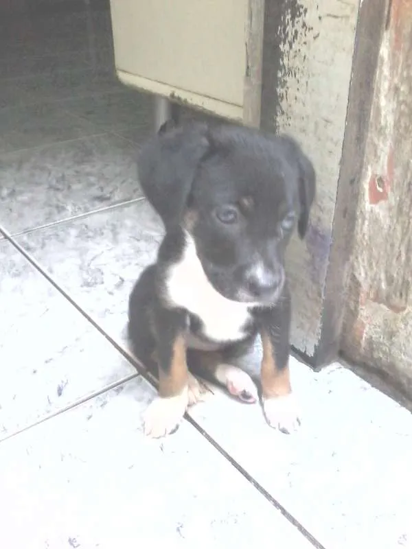 Cachorro ra a SRD idade 2 a 6 meses nome Ozzy, Sury, Cazuza..