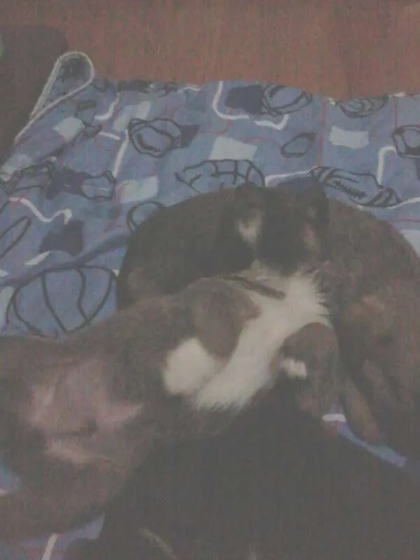 Cachorro ra a SRD idade 2 a 6 meses nome Ozzy, Sury, Cazuza..