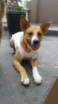 Pipoca