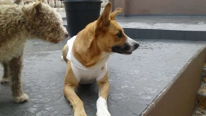 Cachorro ra a SRD idade 2 anos nome Pipoca