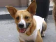 Pipoca