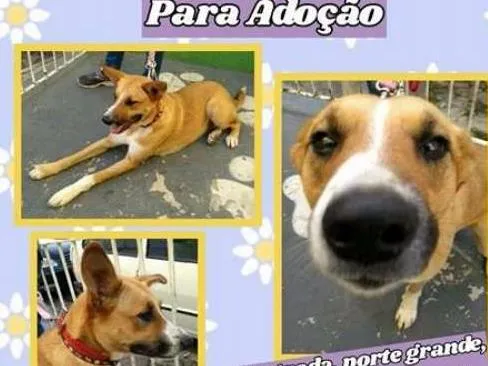 Cachorro ra a SRD idade 2 anos nome Pipoca