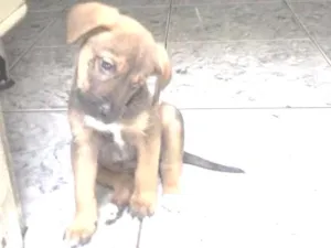 Cachorro raça SRD idade 2 a 6 meses nome Ozzy, Sury, Cazuza..