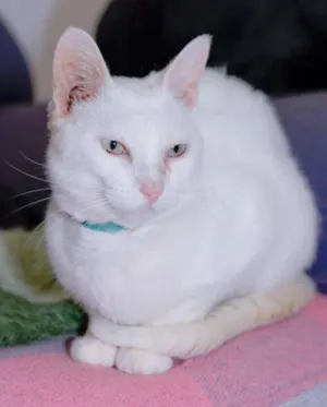 Gato raça  idade 1 ano nome Vitório