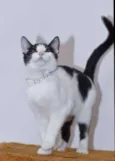 Abobrinha