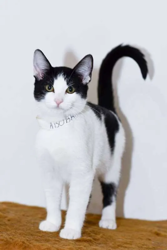 Gato ra a  idade 2 a 6 meses nome Abobrinha