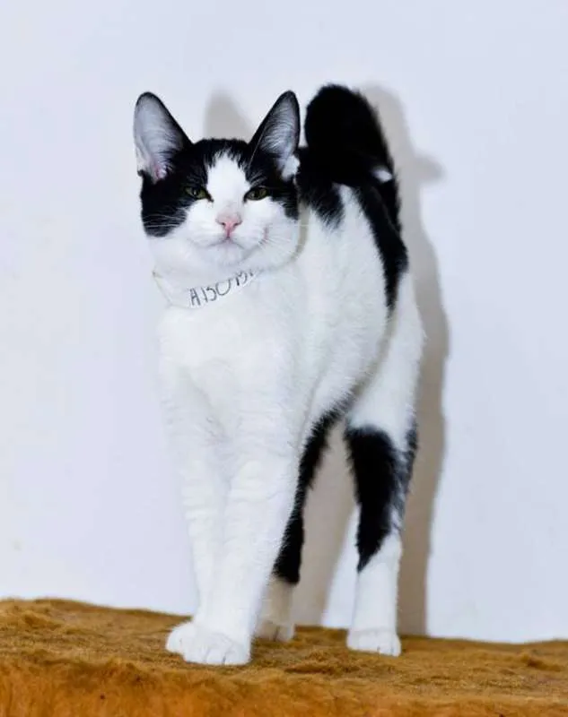 Gato ra a  idade 2 a 6 meses nome Abobrinha