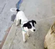 PONGO