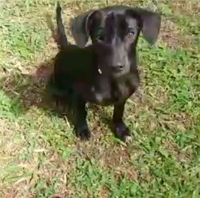 Cachorro ra a srd idade 2 a 6 meses nome OLIVIA
