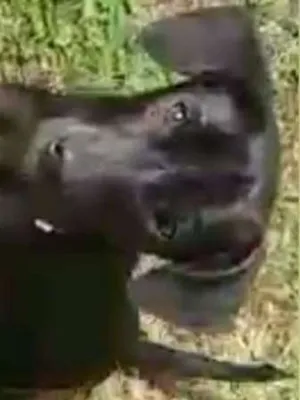 Cachorro raça srd idade 2 a 6 meses nome OLIVIA