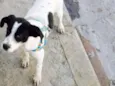 PONGO