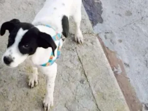 Cachorro raça srd idade 2 a 6 meses nome PONGO