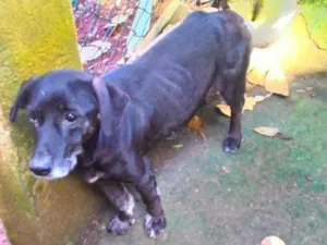 Cachorro raça Dobimar vira lata idade 3 anos nome Nik sanção horos 