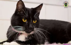 Gato raça  idade 2 anos nome Dora