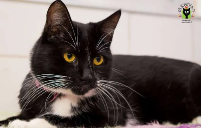Gato ra a  idade 2 anos nome Dora
