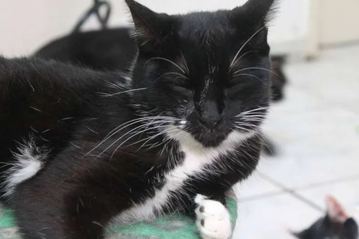 Gato ra a  idade 2 anos nome Dora