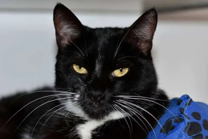 Gato ra a  idade 2 anos nome Dora