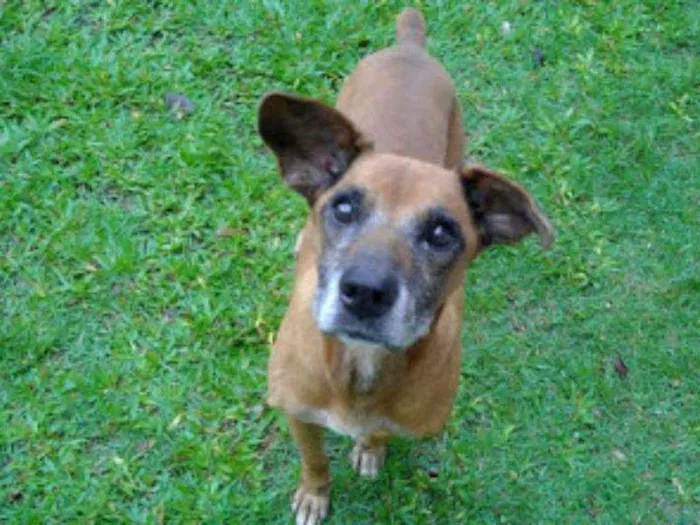 Cachorro ra a Boxer idade 6 ou mais anos nome Fred