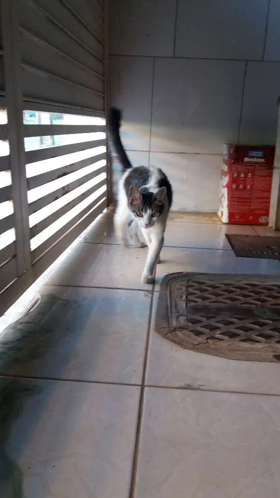 Gato ra a Indefinido  idade 2 anos nome Naninha