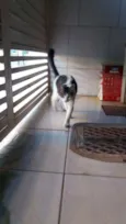 Naninha