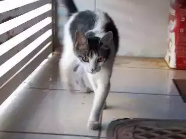 Gato ra a Indefinido  idade 2 anos nome Naninha