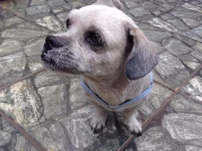 Cachorro ra a Lhasa Apso idade 3 anos nome Spook