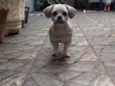 Spook
