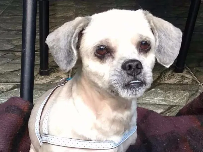Cachorro ra a Lhasa Apso idade 3 anos nome Spook