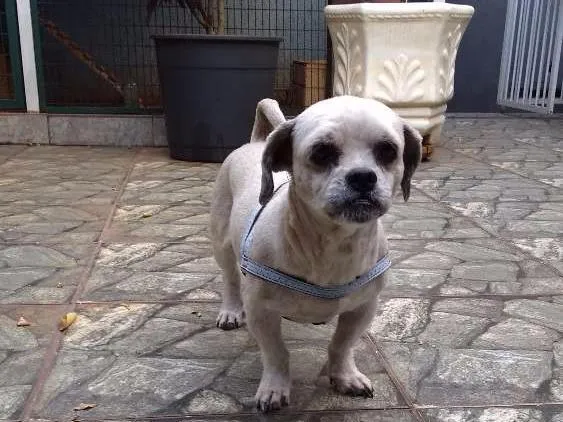 Cachorro ra a Lhasa Apso idade 3 anos nome Spook