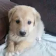 Bolinha