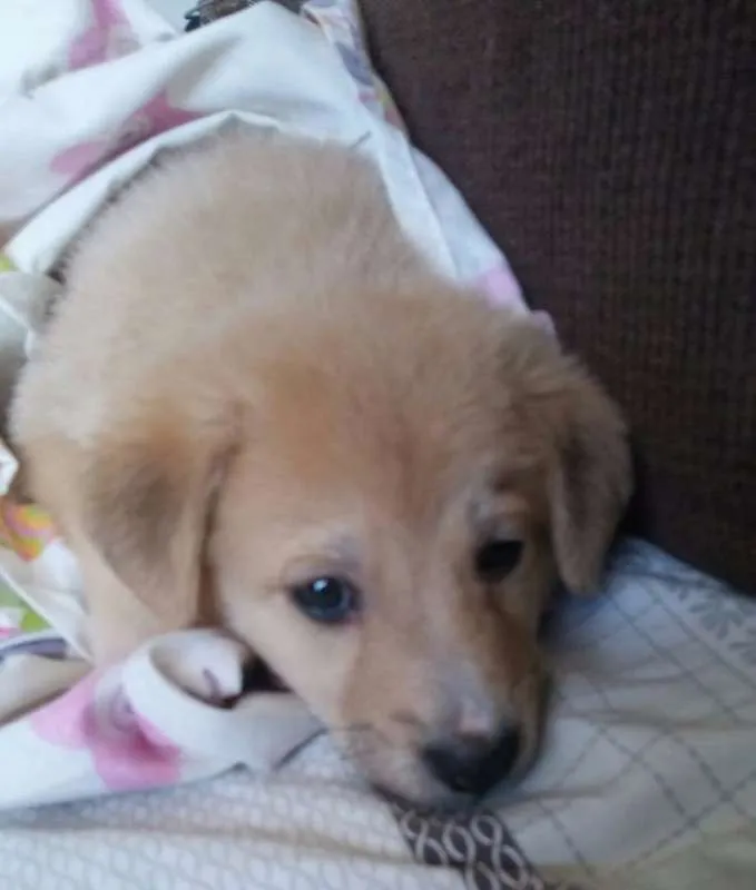 Cachorro ra a Mistura de Golden idade 2 a 6 meses nome Bolinha