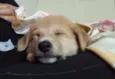 Bolinha