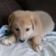 Bolinha
