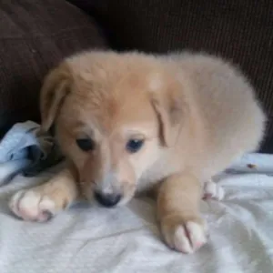 Cachorro raça Mistura de Golden idade 2 a 6 meses nome Bolinha