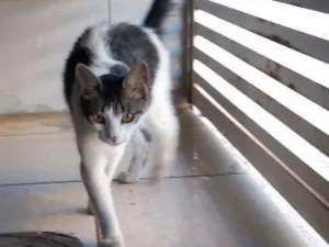 Gato raça Indefinido  idade 2 anos nome Naninha