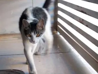 Gato ra a Indefinido  idade 2 anos nome Naninha