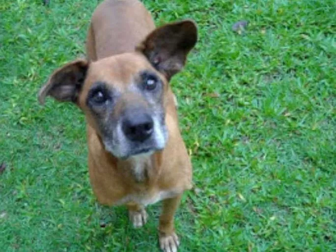 Cachorro ra a Boxer idade 6 ou mais anos nome Fred