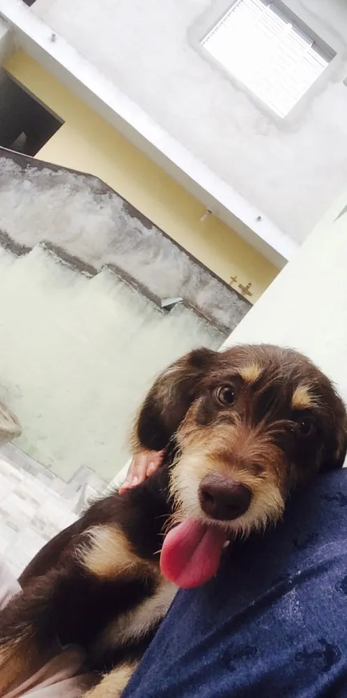 Cachorro ra a Mestiço idade 7 a 11 meses nome Toddy